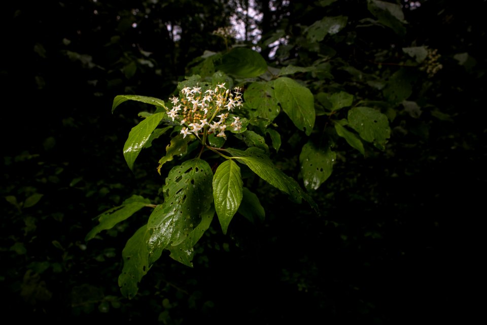 Red-Osier Dogwood (Cornus stolonifera)
