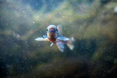 Redside Shiner - Richardsonius balteatus