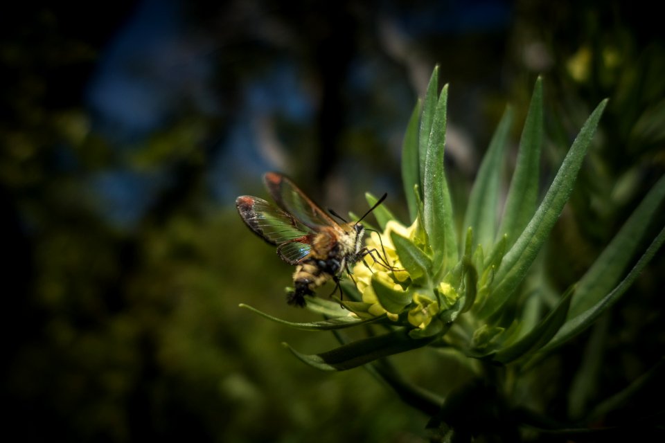 Bee-Hawk Moth, Hemaris thetis, feeding on Columbian Puccoon flowers near Rising Sun in St. Mary