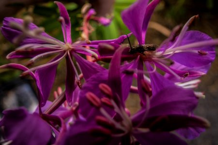 Fireweed photo