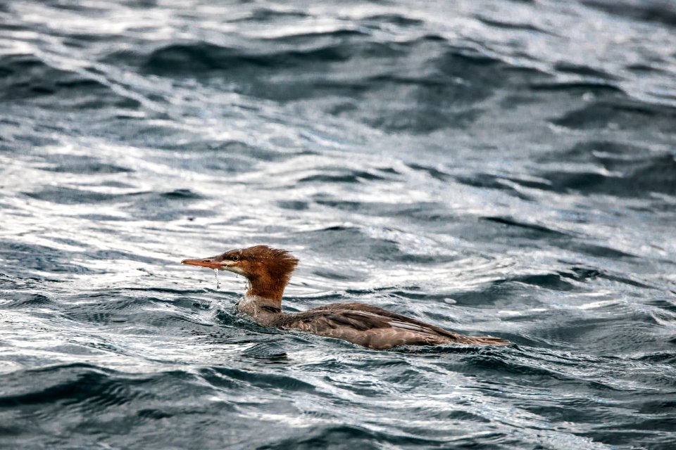 Common Merganser- Chillin In The Waves