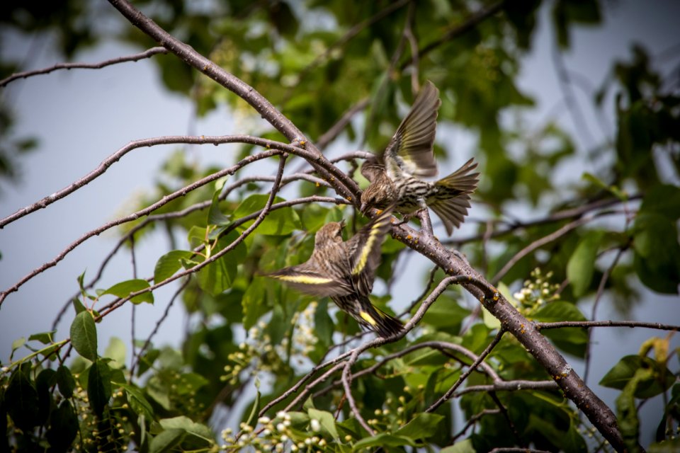 Pine Siskins