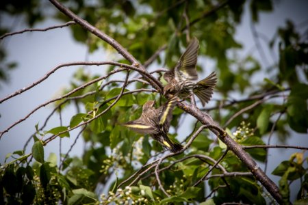 Pine Siskins photo