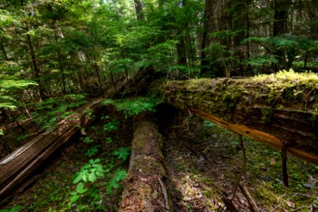 Forest Floor- Fallen Logs CF
