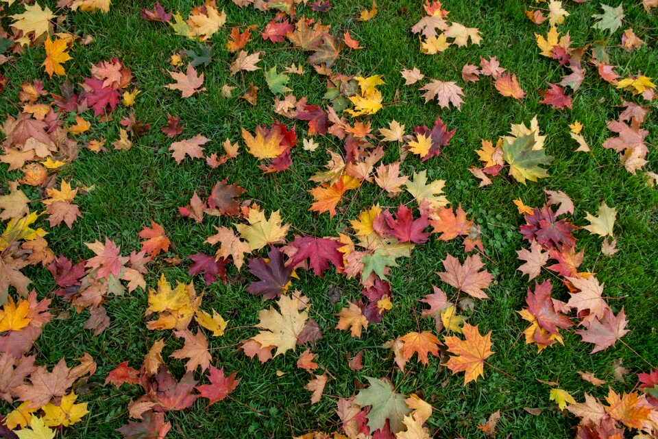 Color variety carpet grass surface