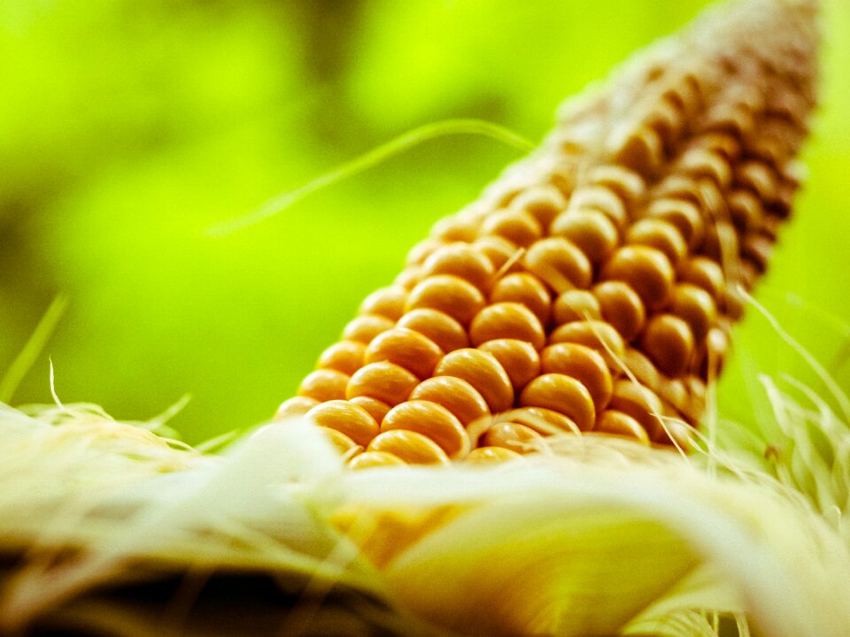 Corn kernels food vegetables