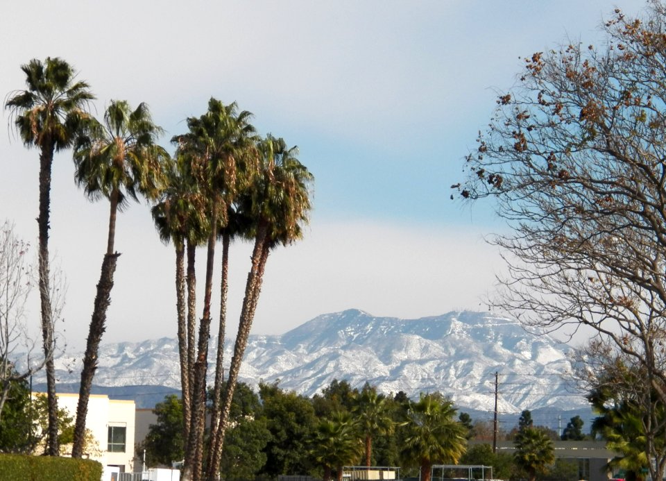 Fan Palms and Snow