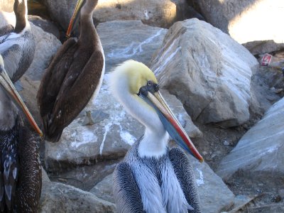 Pelícano en el puerto de San Antonio