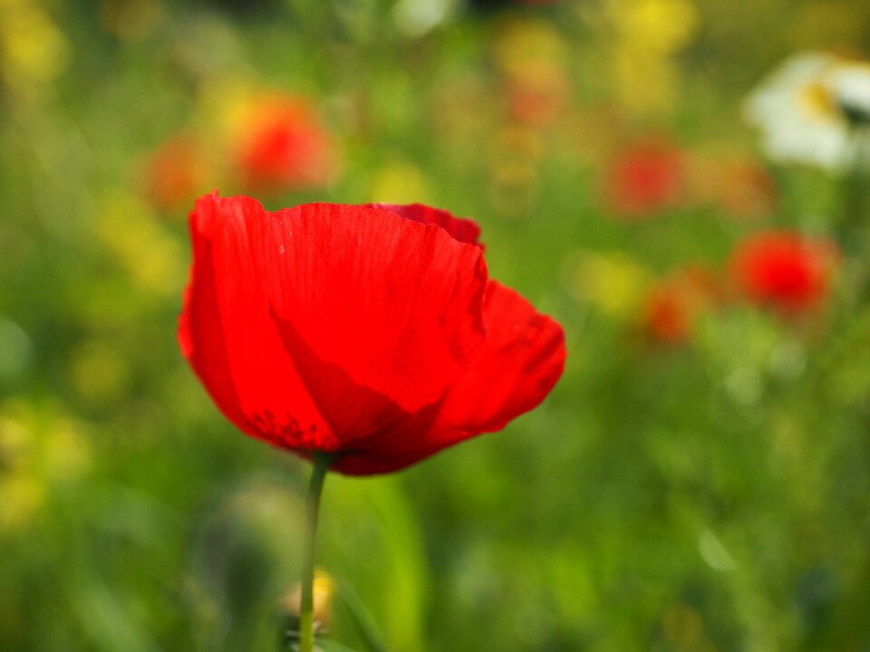 Red poppy red flower photo