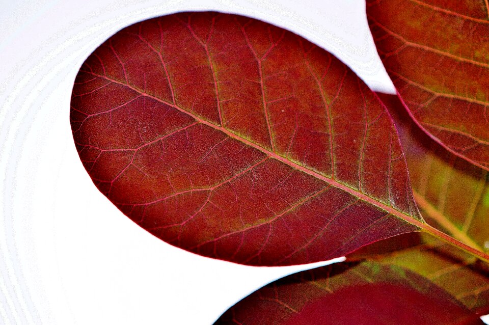 Nature red background
