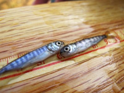 Chinook Fry