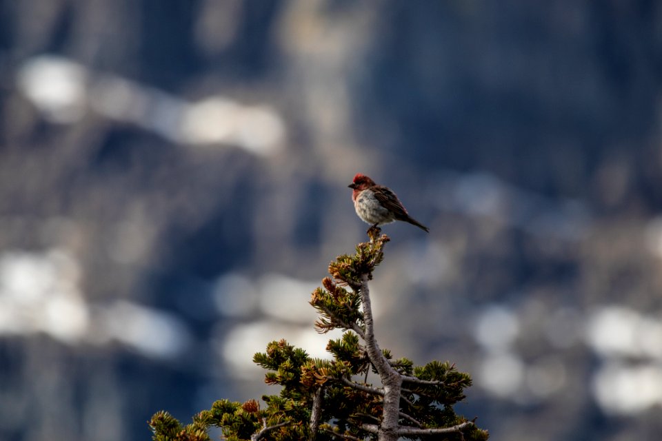 House Finch (Haemorhous mexicanus)