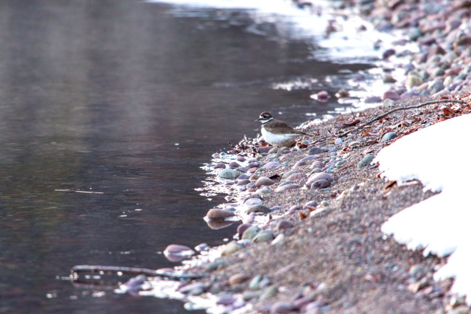Killdeer - Charadrius vociferus