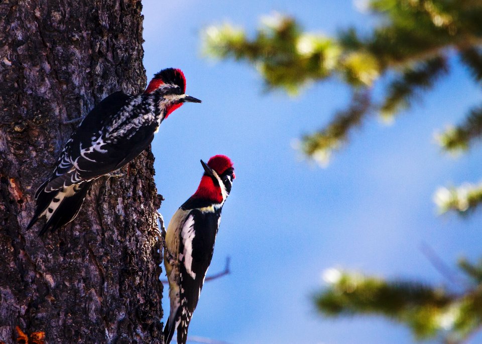 Red-naped Sapsuckers