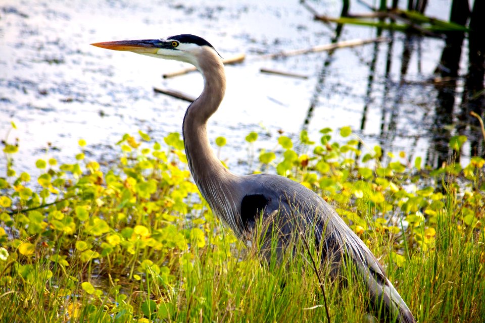 Great blue heron  at Mason Neck National Wildlife Refuge.