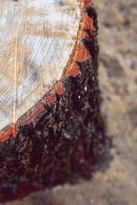 Tree wood wooden