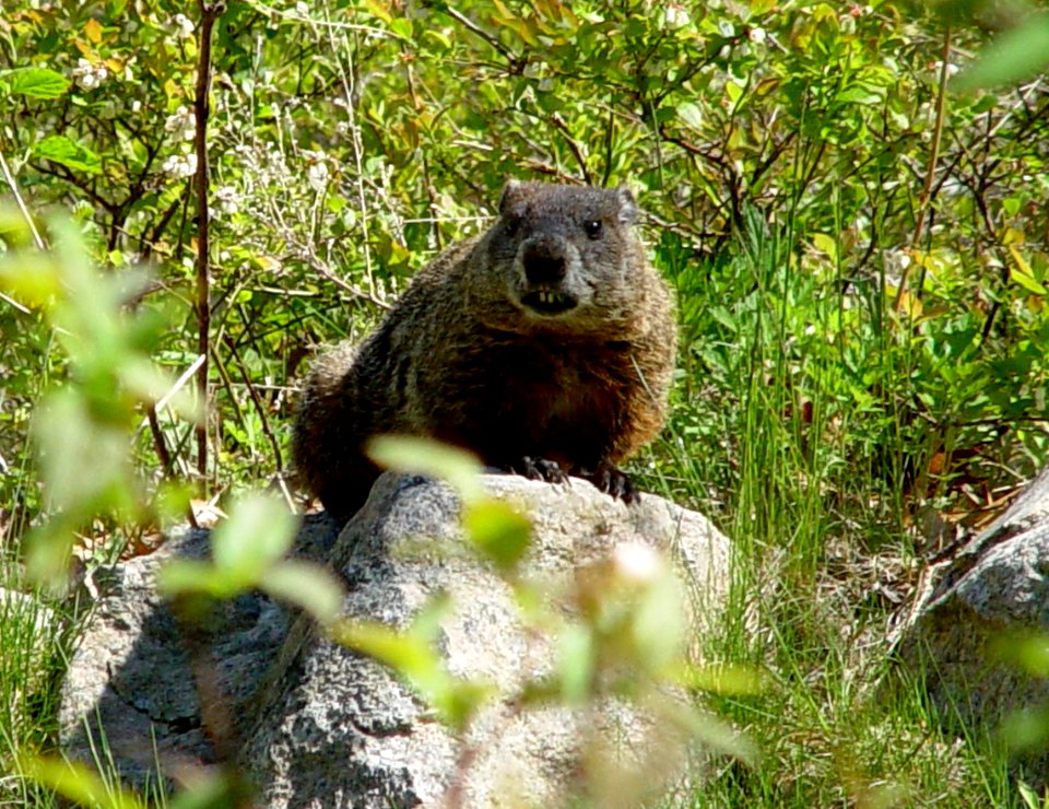 Photo of the Week - Woodchuck (RI)