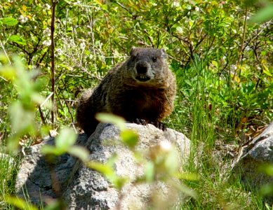 Photo of the Week - Woodchuck (RI) photo