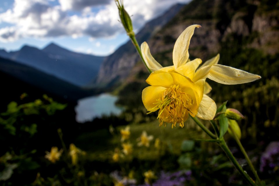 Yellow Columbine (Aquilegia flavescens)