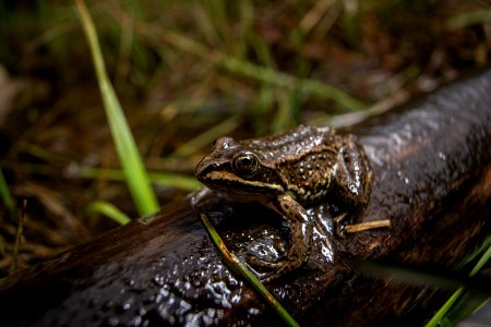 Columbia Spotted Frog (Rana luteiventris) photo