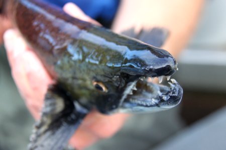 Sockeye Salmon