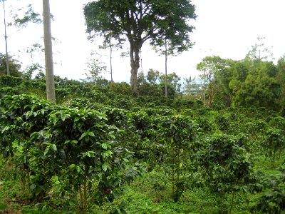 Coffee farm in Colombia