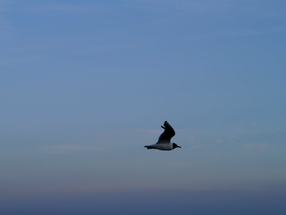 Flying gull