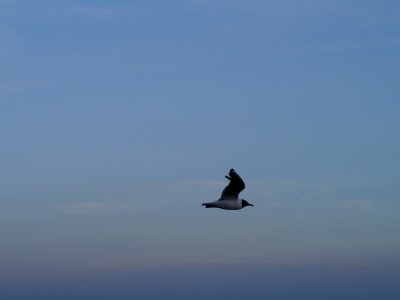Flying gull photo