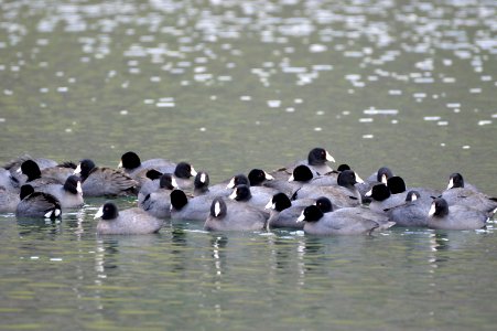 American coots photo