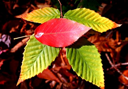 Beech and Birch