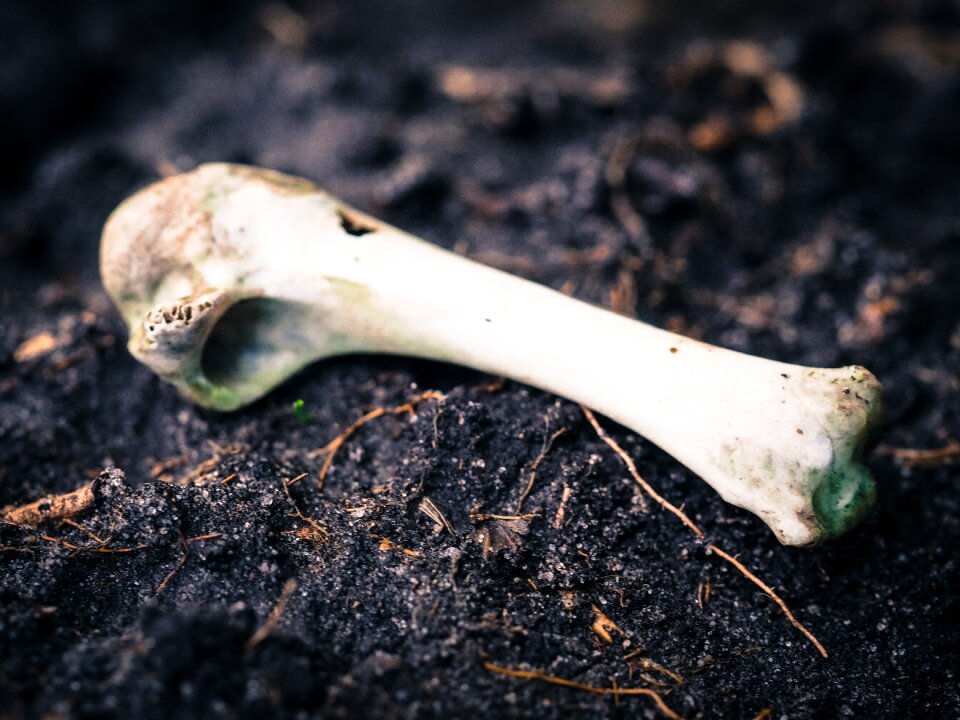 Skeleton nature weird