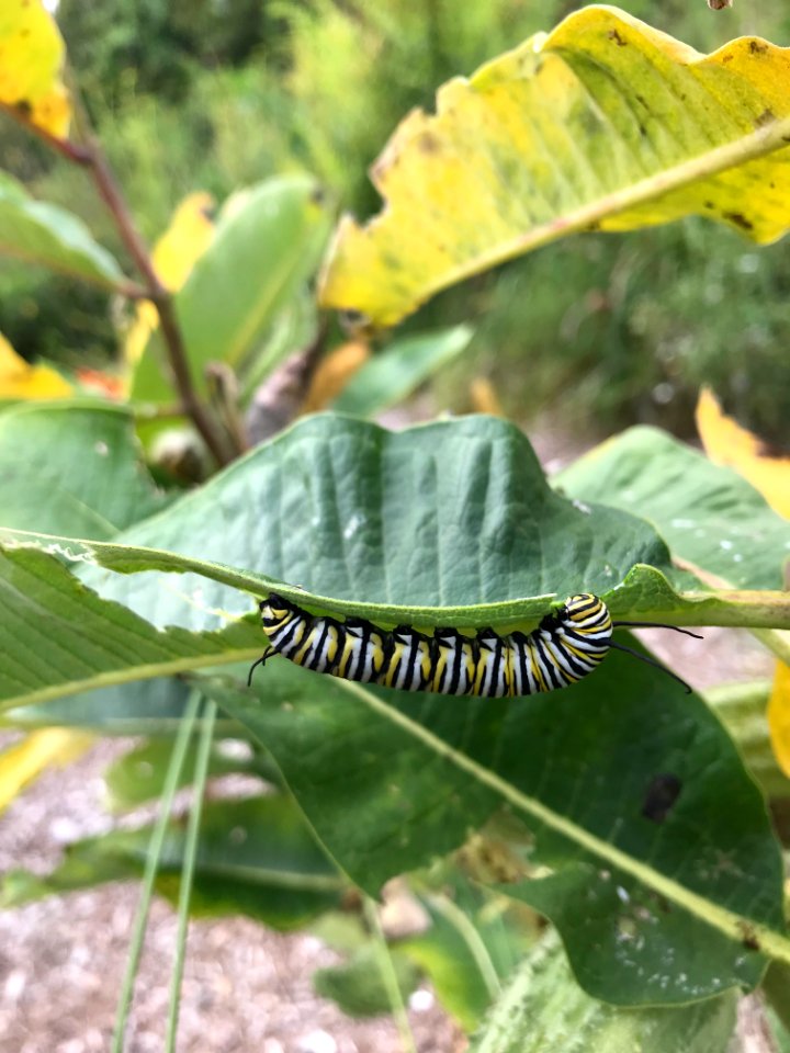 Monarch butterfly caterpillar