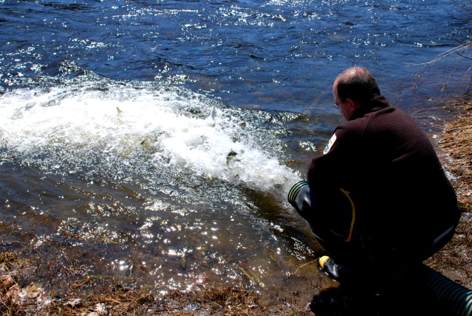 Releasing the Smolts