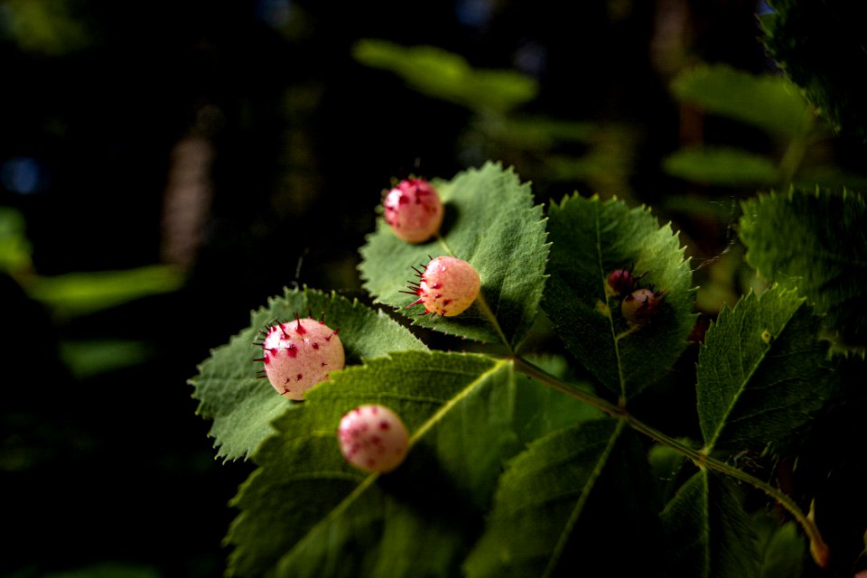 Galls on Wild Rose leaves from a Gall Wasp