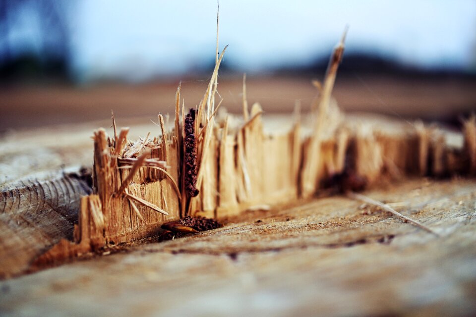 Natural wooden nature