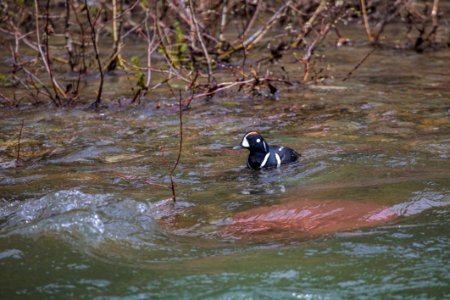 Harlequin Duck on McDonald Creek