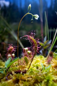 Long-Leaved Sundew (Drosera anglica) photo