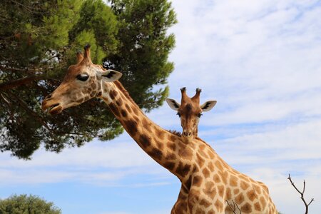Zoo animal head