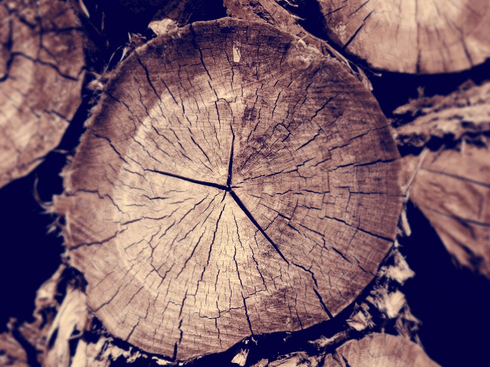 Annual rings sepia nature