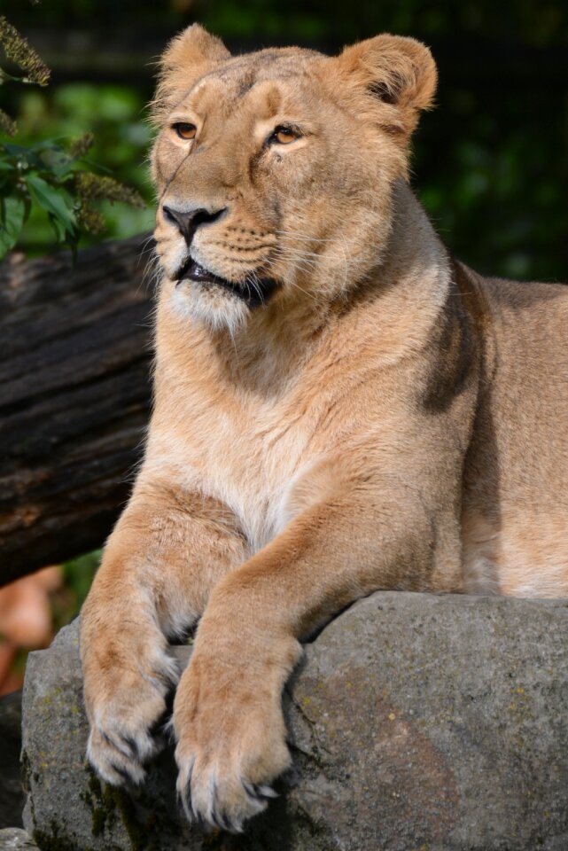 Animal mammal feline