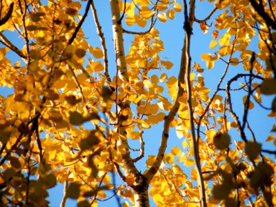 10-18-2011-aspen