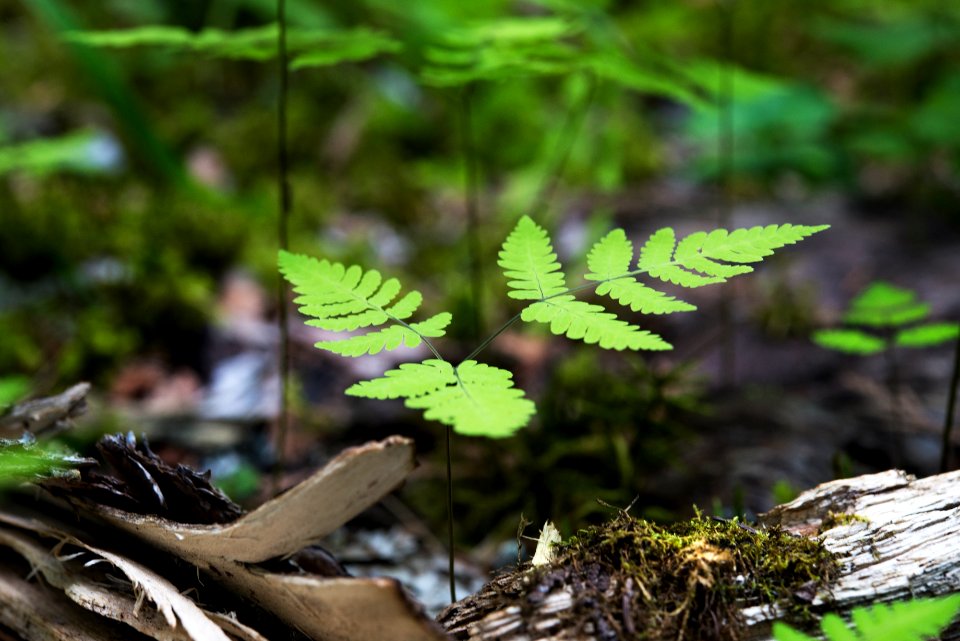 Forest Floor- Fern and Decomposition