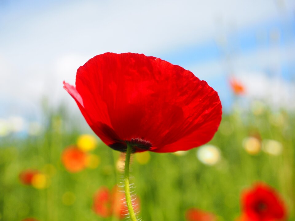 Red poppy red flower