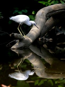 Juvenile Little Blue Heron with reflection photo