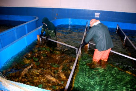 Crowding fish for ease of spawning access