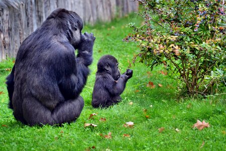 Wildlife nature zoo