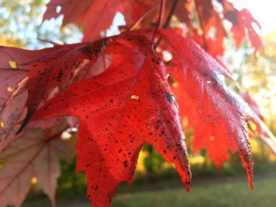 Maple leaf at the Cherry Valley National Wildlife Refuge