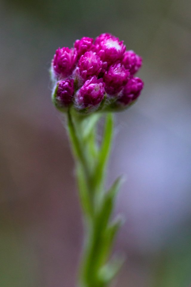 Rosy Pussy Toes - Antennaria rosea