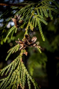 Western Cedar (Thuja plicata)