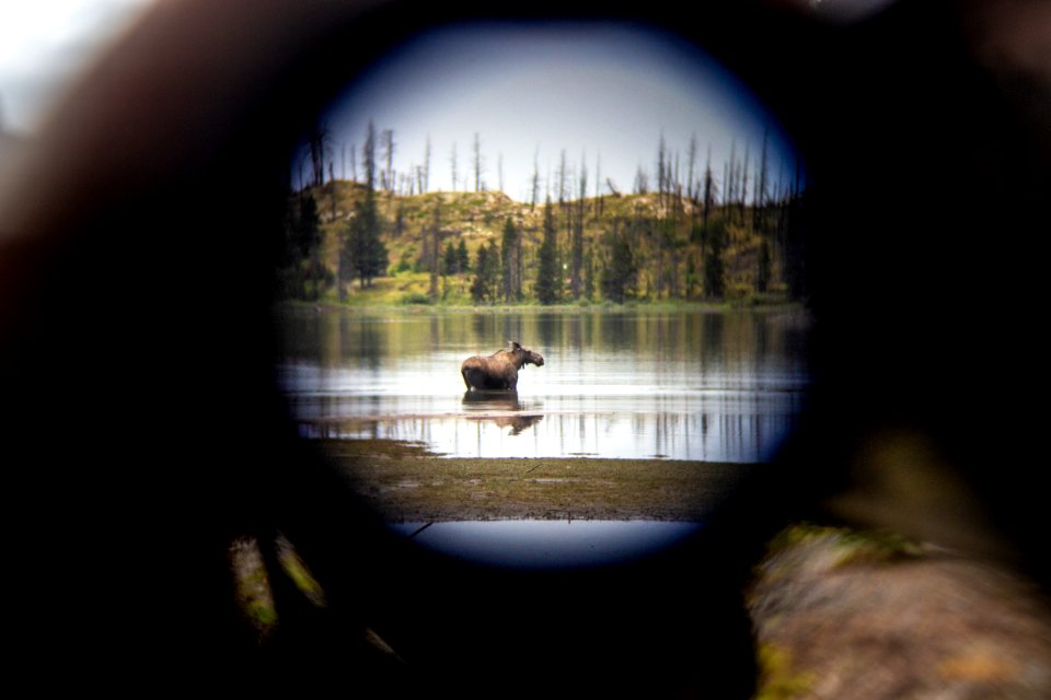 Watching a Moose from a Safe Distance